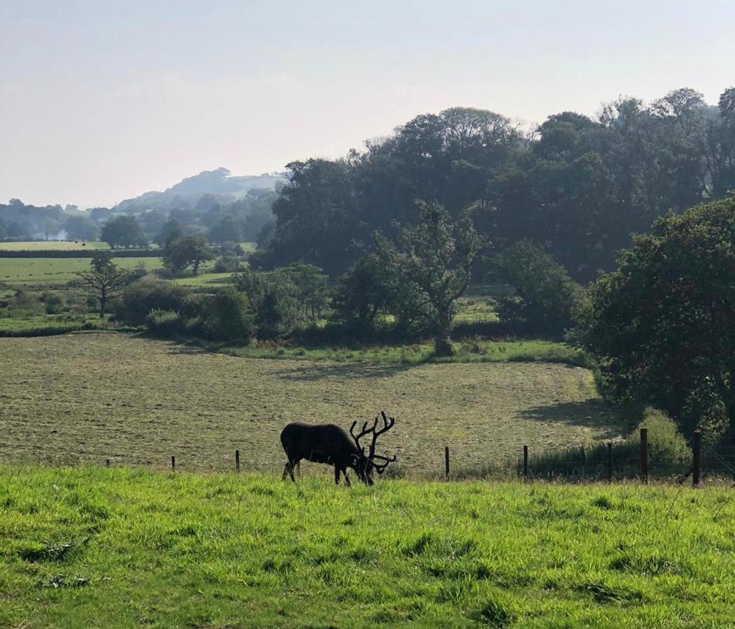 The Reindeer Retreat Buttercup Twin Hotel Kidwelly Buitenkant foto