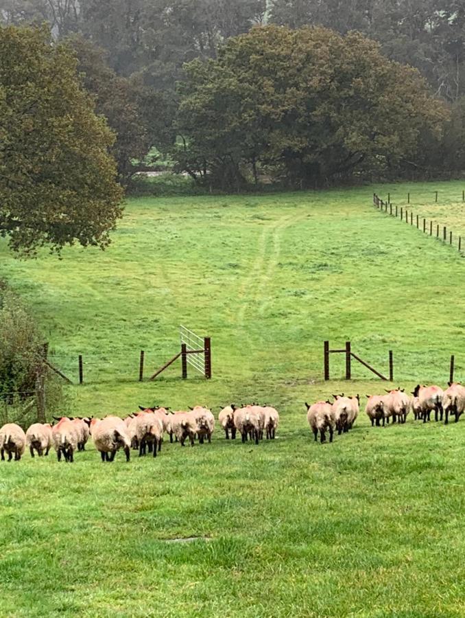 The Reindeer Retreat Buttercup Twin Hotel Kidwelly Buitenkant foto